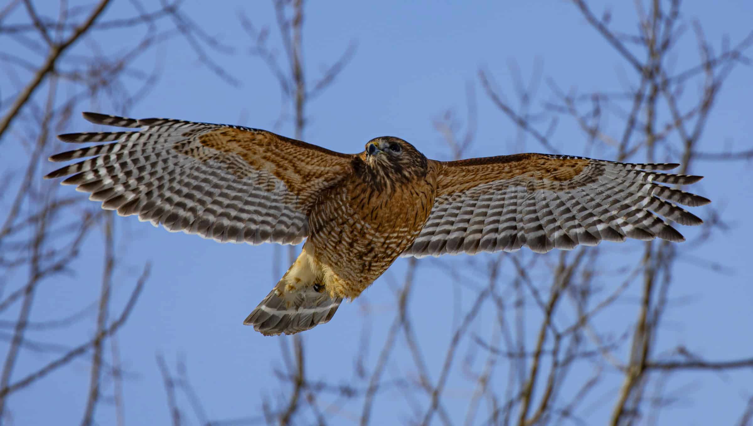 Bi-Weekly Bird Walk at Snell Creek